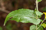 Eared goldenrod